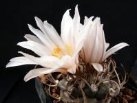 Thumbnail of 1623_Turbinicarpus frailensis_20120401(1).jpg